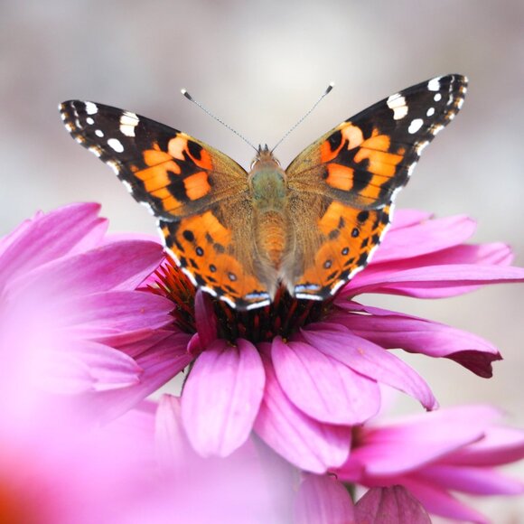 Meet your Posher, Sonja - Picture 1 of 1